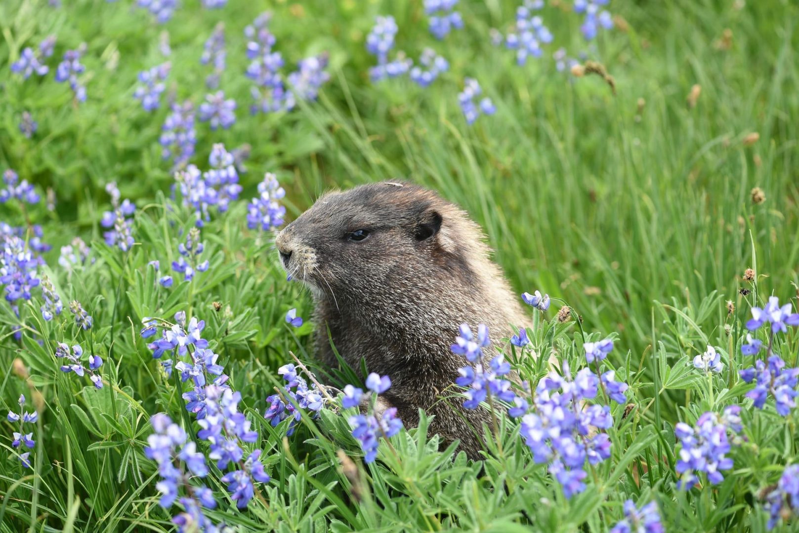 nature marmotte Piscine à l'Atalaya